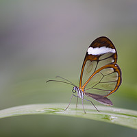 Buy canvas prints of Glasswing butterfly - Greta oto. by Bryn Morgan