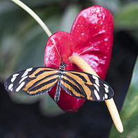 Buy canvas prints of Orange black and white butterfly on a flower. by Bryn Morgan