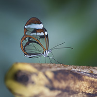 Buy canvas prints of Glasswing butterfly - Greta oto. by Bryn Morgan