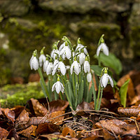 Buy canvas prints of Snowdrops by stone wall. by Bryn Morgan