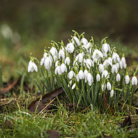 Buy canvas prints of Snowdrops (Galanthus) amongst the grass. by Bryn Morgan