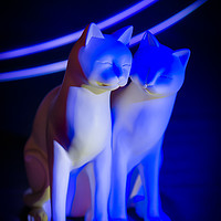 Buy canvas prints of Blue cats, light painting. by Bryn Morgan