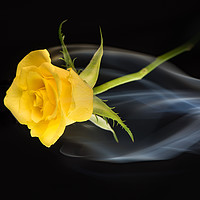 Buy canvas prints of Yellow rose amongst mist. by Bryn Morgan