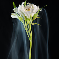 Buy canvas prints of Lily in mist. by Bryn Morgan
