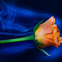 Buy canvas prints of Apricot rose amongst smoke. by Bryn Morgan