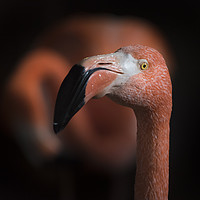 Buy canvas prints of Flamingoes  by Bryn Morgan