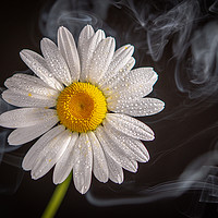 Buy canvas prints of Oxeye daisy surrounded by a swirling  mist by Bryn Morgan
