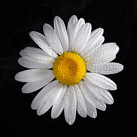 Buy canvas prints of Oxeye daisy and water droplets by Bryn Morgan