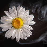 Buy canvas prints of Oxeye daisy in smoke. by Bryn Morgan