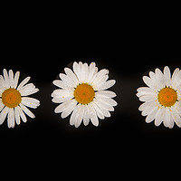 Buy canvas prints of Three oxeye daisies by Bryn Morgan