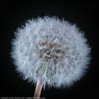 Buy canvas prints of Dandelion with fine droplets of water by Bryn Morgan