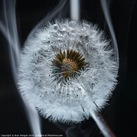 Buy canvas prints of Dandelion amongst smoke by Bryn Morgan