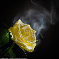 Buy canvas prints of White rose with rising mist by Bryn Morgan