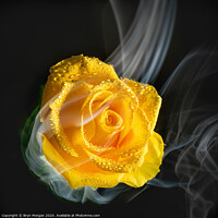 Buy canvas prints of Yellow rose with rising mist by Bryn Morgan