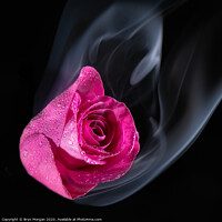 Buy canvas prints of Red rose with rising mist by Bryn Morgan