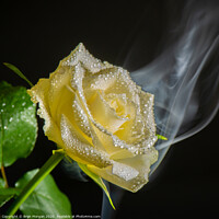 Buy canvas prints of White rose with rising mist by Bryn Morgan