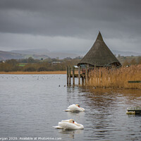 Buy canvas prints of Llangorse lake with swans and crannog by Bryn Morgan