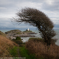 Buy canvas prints of Mumbles lighthouse framed with a wind bent Hawthorne tree by Bryn Morgan