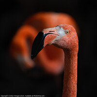 Buy canvas prints of Flamingoes by Bryn Morgan