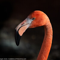 Buy canvas prints of Flamingo by Bryn Morgan