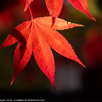Buy canvas prints of Red maple leaf in the Autumn by Bryn Morgan