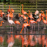 Buy canvas prints of Flamingos with reflections by Bryn Morgan