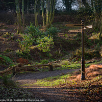 Buy canvas prints of Penllergare valley woods by Bryn Morgan