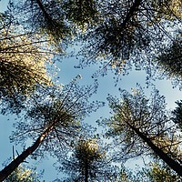 Buy canvas prints of Looking Up To Trees by Mike Evans