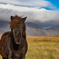 Buy canvas prints of Iceland's Pony by Steve Lansdell