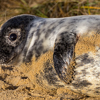 Buy canvas prints of Norfolk Seal Pup by Steve Lansdell