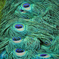 Buy canvas prints of Peacock Tail Feathers by alan todd