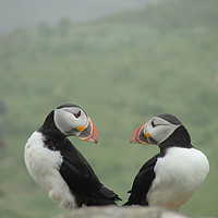 Buy canvas prints of Puffin Therapy!                                by alan todd