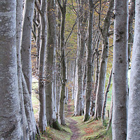 Buy canvas prints of Silver Beech Avenue                                by alan todd