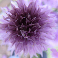 Buy canvas prints of  Chive Flower                               by alan todd