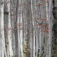 Buy canvas prints of Woods for the Trees                                by alan todd