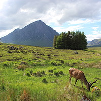 Buy canvas prints of The herdsman of Etive Buachaille Etive Mor Glencoe by alan todd