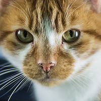 Buy canvas prints of Ginger Tom by Steve Ebbrell