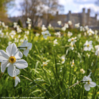 Buy canvas prints of Daffodils at Leeds Castle in Kent, UK by Chris Dorney