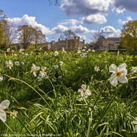 Buy canvas prints of Beautiful Gardens at Leeds Castle in Kent, UK by Chris Dorney