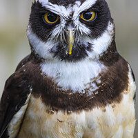 Buy canvas prints of Spectacled Owl by Chris Dorney