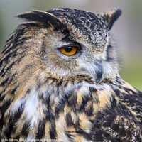 Buy canvas prints of European Eagle Owl by Chris Dorney