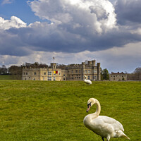 Buy canvas prints of Swans at Leeds Castle in Kent, UK by Chris Dorney