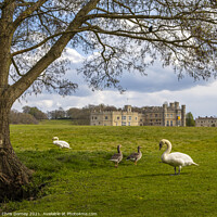 Buy canvas prints of Swans and Geese at Leeds Castle in Kent, UK by Chris Dorney
