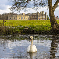 Buy canvas prints of Swan at Leeds Castle in Kent, UK by Chris Dorney