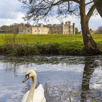 Buy canvas prints of Swan at Leeds Castle in Kent, UK by Chris Dorney