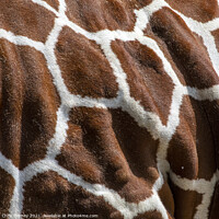 Buy canvas prints of Giraffe Markings by Chris Dorney
