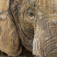 Buy canvas prints of Close-up of an Elephant by Chris Dorney