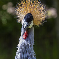 Buy canvas prints of Grey Crowned Crane by Chris Dorney