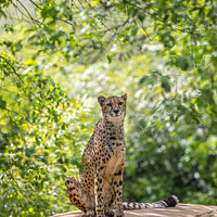Buy canvas prints of Cheetah by Chris Dorney