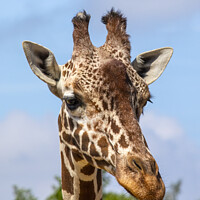 Buy canvas prints of Close-up of a Giraffe by Chris Dorney